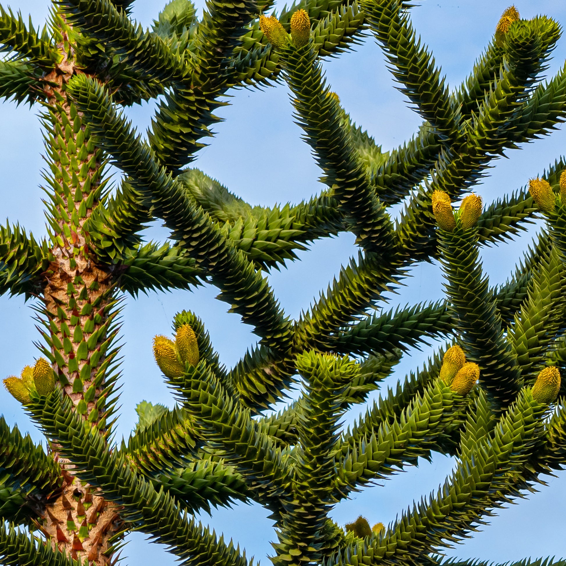 Nadelbäume - Affenbaum - Araucaria imbricata