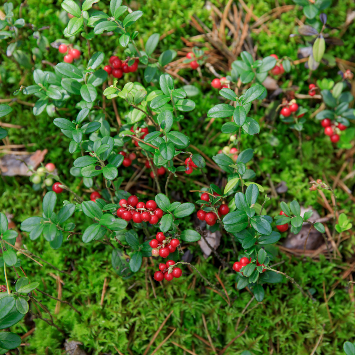 Heidelbeeren - Preiselbeere Miss Cherry ® - Vaccinium vitis idaea miss cherry ® (meliro)