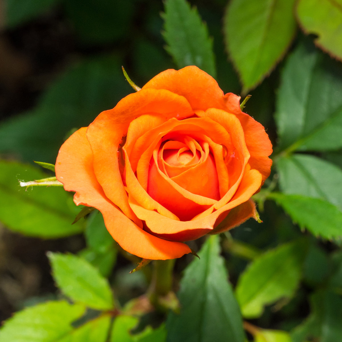 Strauchrose orange