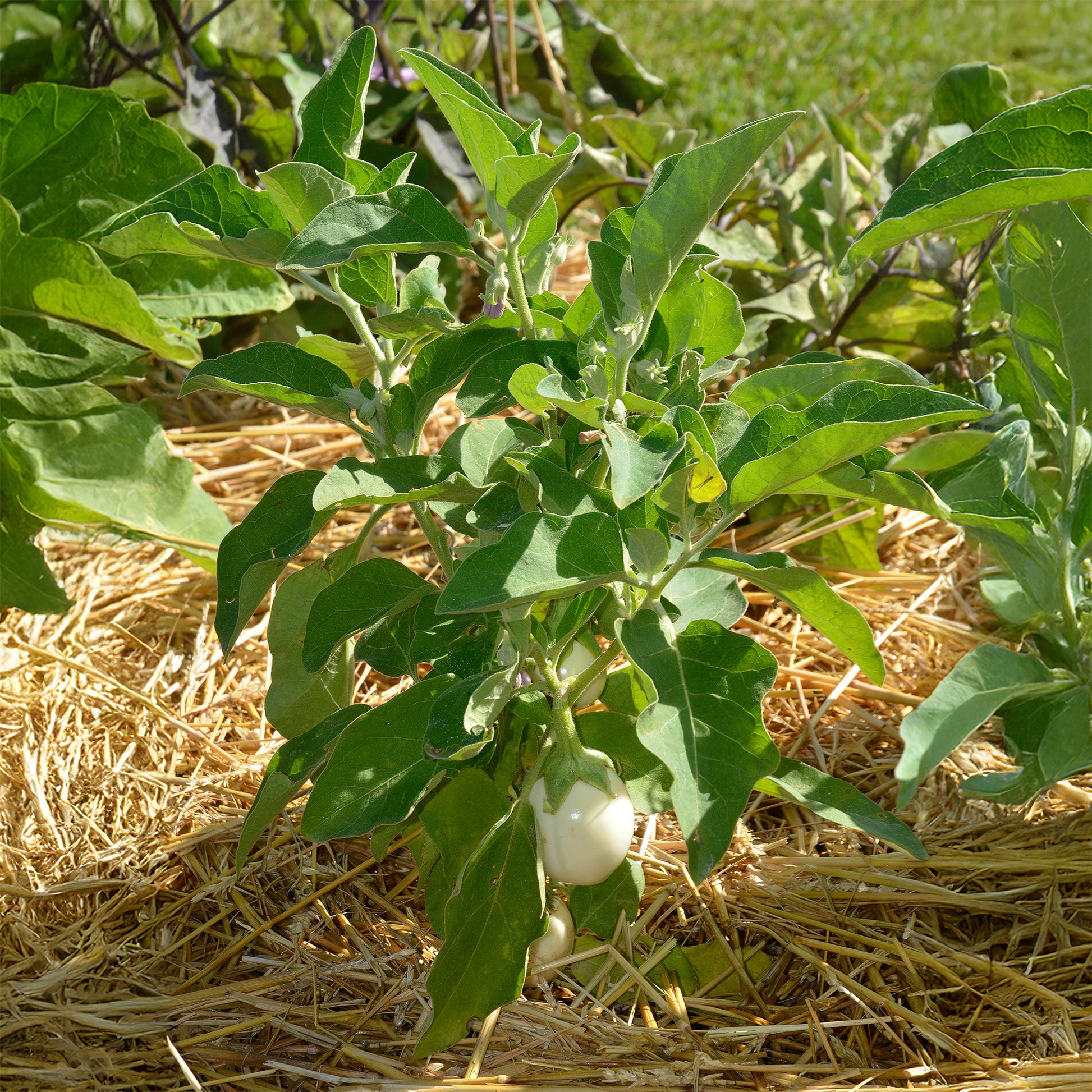 Solanum melongena blanche ronde à oeufs - Aubergine Blanche ronde à oeufs - Samen für den Gemüsegarten