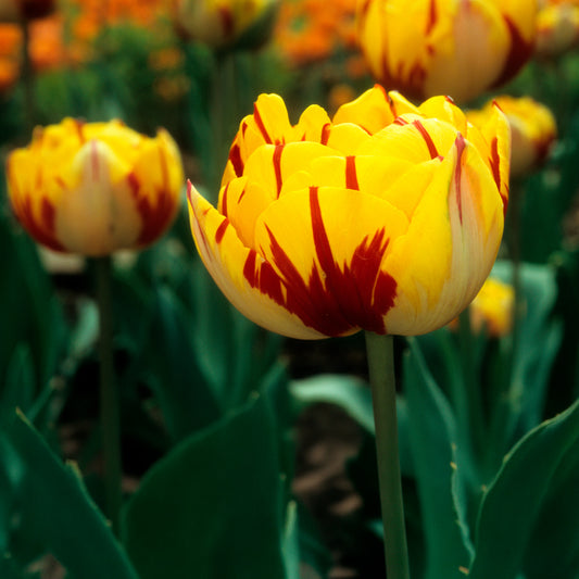 Pfingstrose Tulpe 'Golden Nizza' (x10)