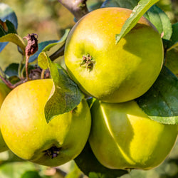 Apfelbaum ‘Golden Delicious’ - Bakker
