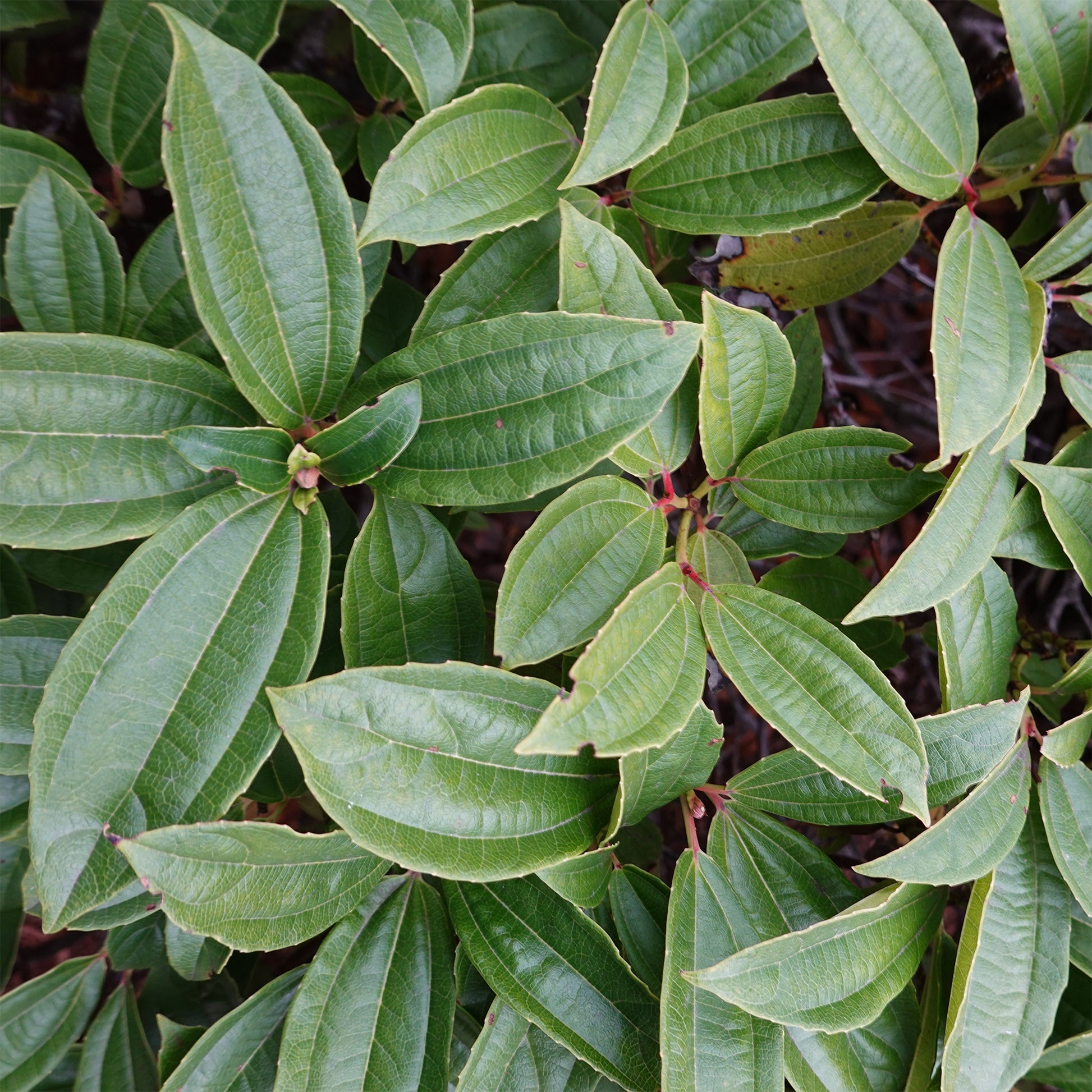 Immmergrüner Kissen-Schneeball - Viburnum davidii - Bakker