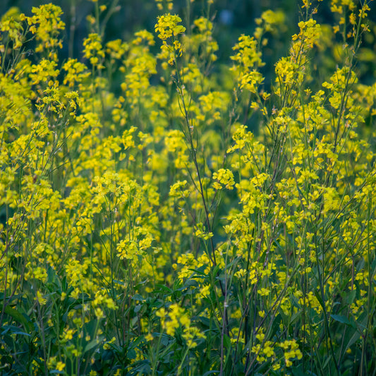 Weißer Senf - Bakker