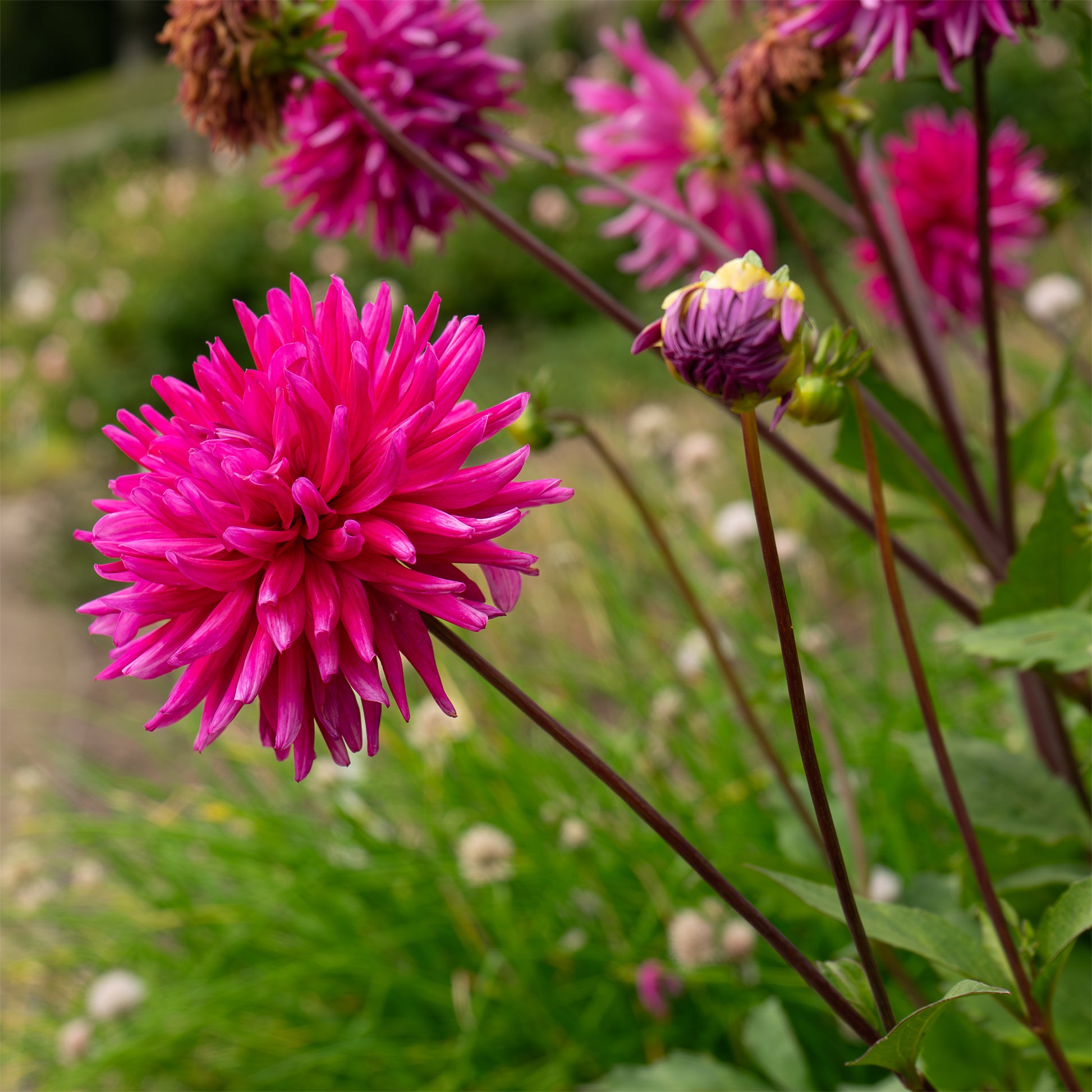 Dahlien-Zwiebeln - Dahlien Purple Gem (x3) - Dahlia Purple Gem