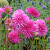 Dahlien Purple Gem (x3) - Bakker