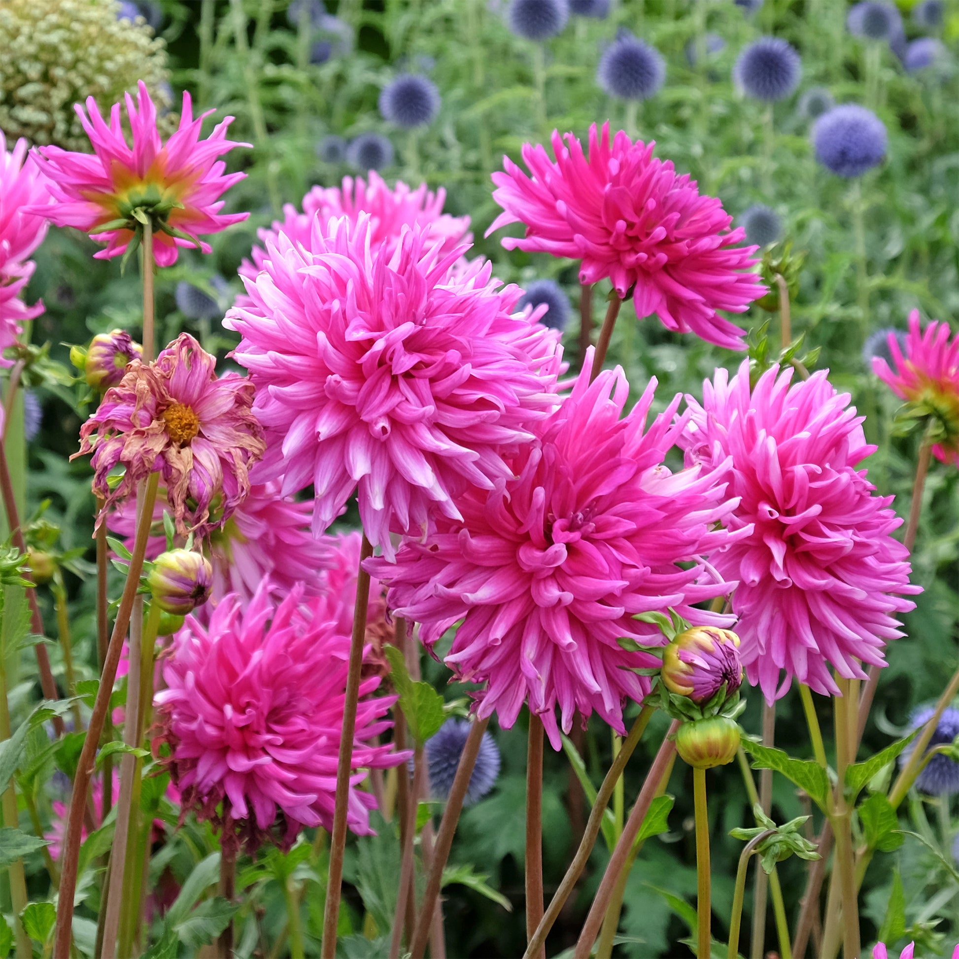Dahlien Purple Gem (x3) - Bakker