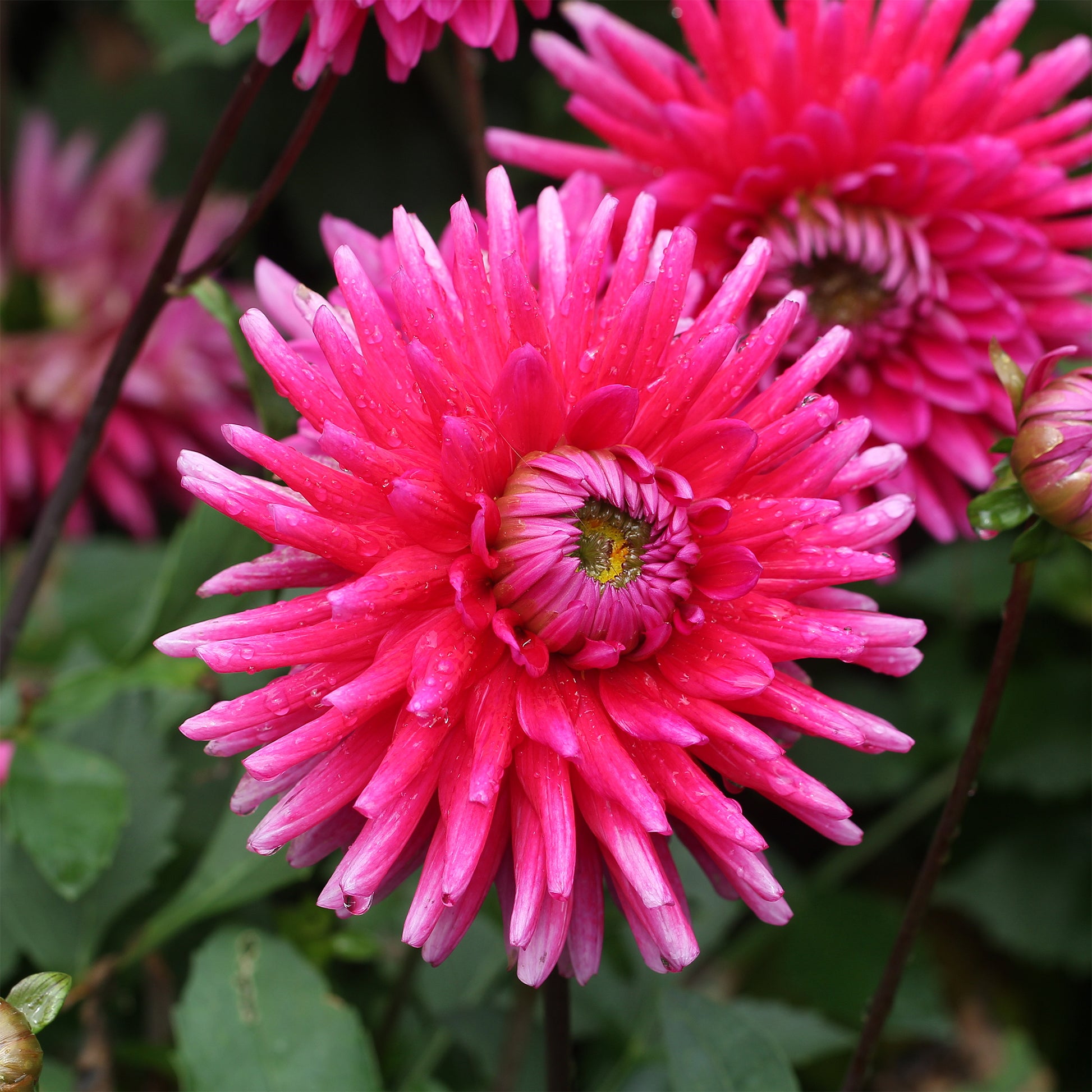 Dahlia Purple Gem - Dahlien Purple Gem (x3) - Dahlien-Zwiebeln