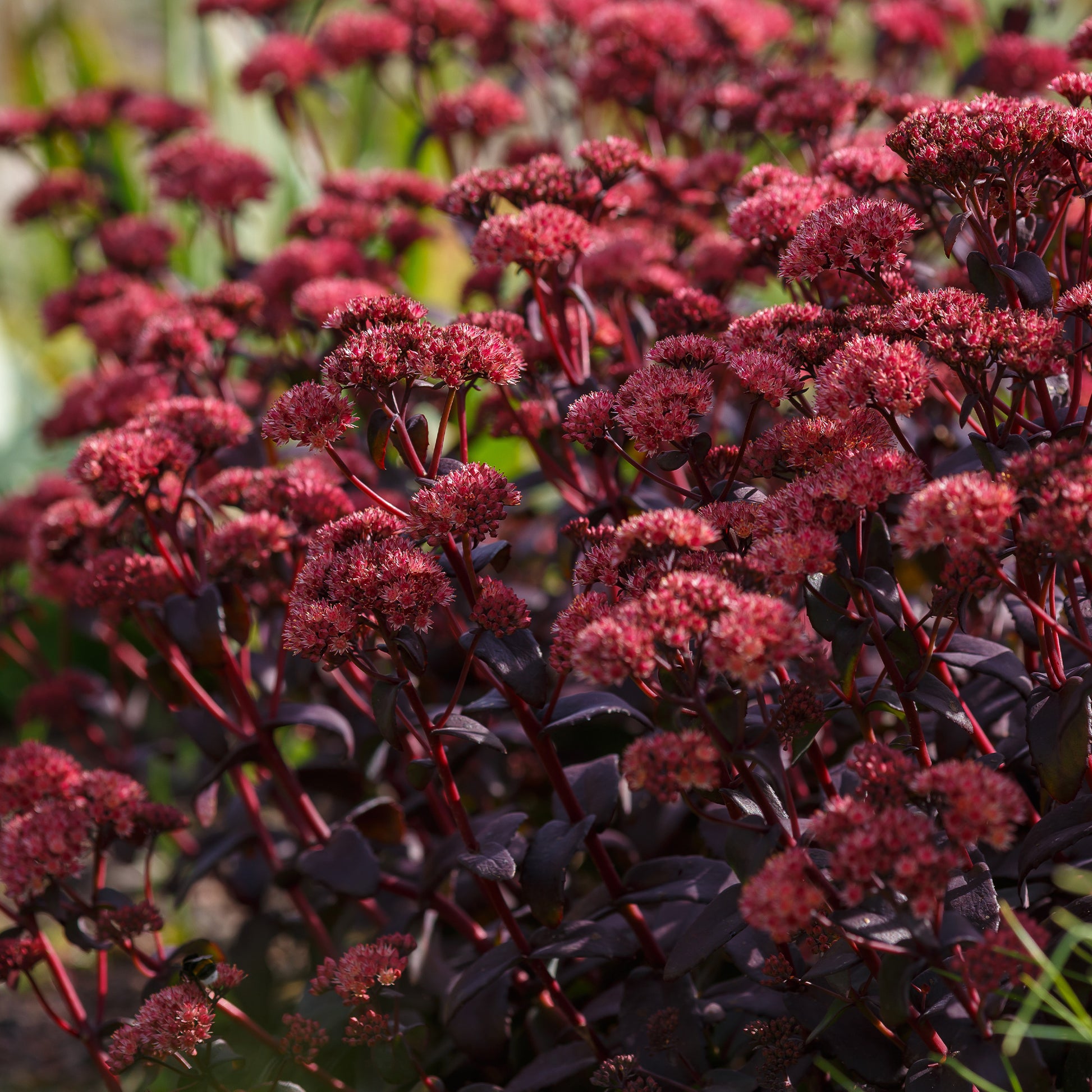 Sedum Blue Pearl - Sedum Blue Pearl - Stauden