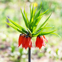 Kaiserkrone Rubra - Fritillaria imperialis rubra - Bakker
