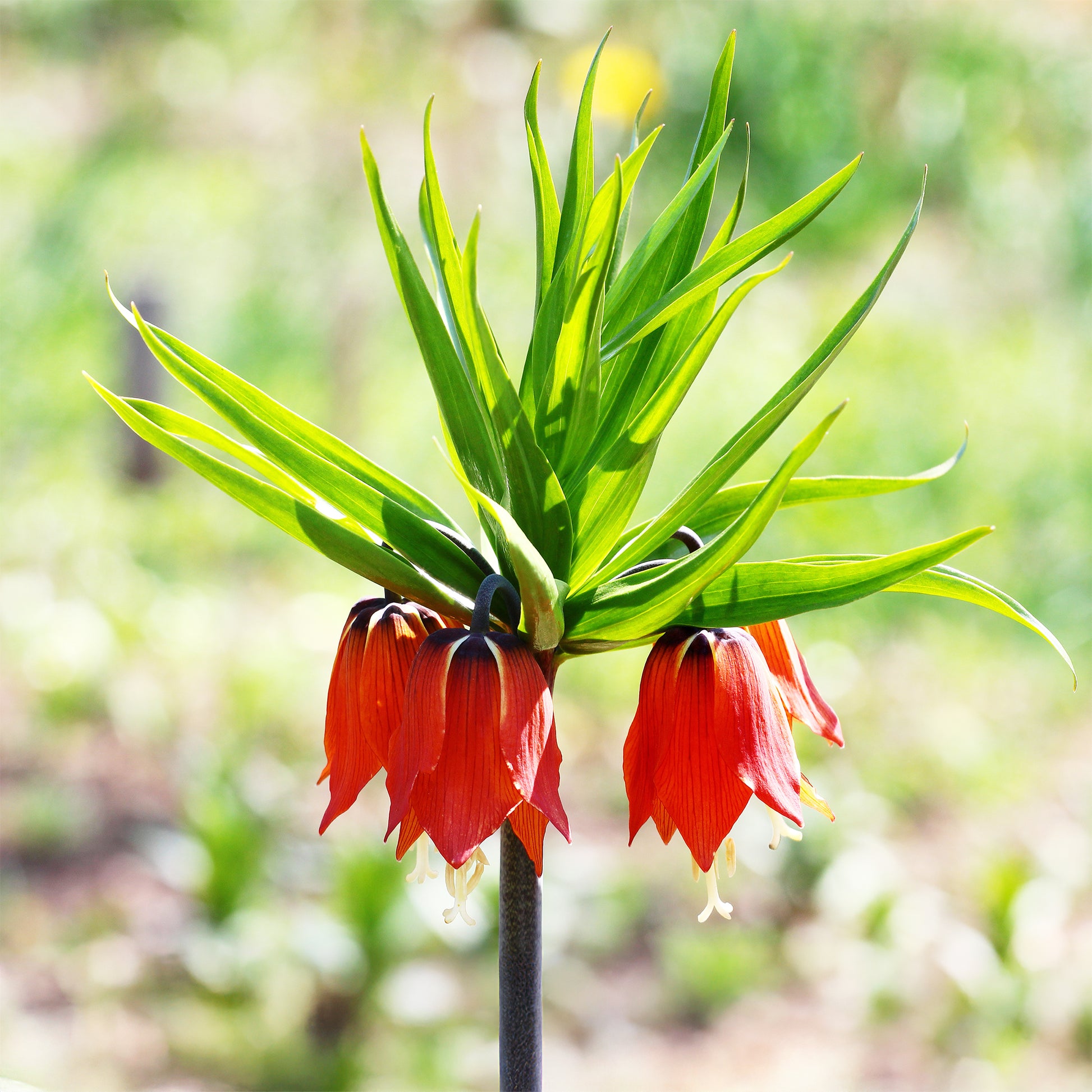 Kaiserkrone Rubra - Fritillaria imperialis rubra - Bakker
