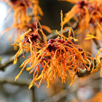 Hamamelis x intermedia aphrodite - Zaubernuss - Blühende Sträucher