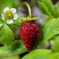 Walderdbeere Königin der Täler - Fragaria vesca reine des vallées - Bakker