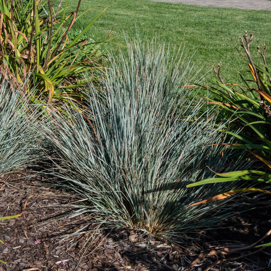 Blaustrahlhafer (x2) - Bakker