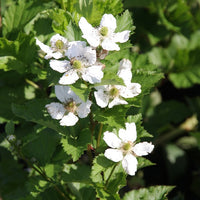 Brombeere Reuben - Rubus fruticosus reuben®