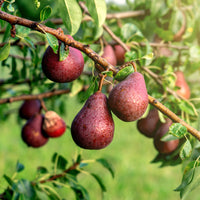 Pyrus communis william's rouge - Birnbaum William's rot - Birnbäume