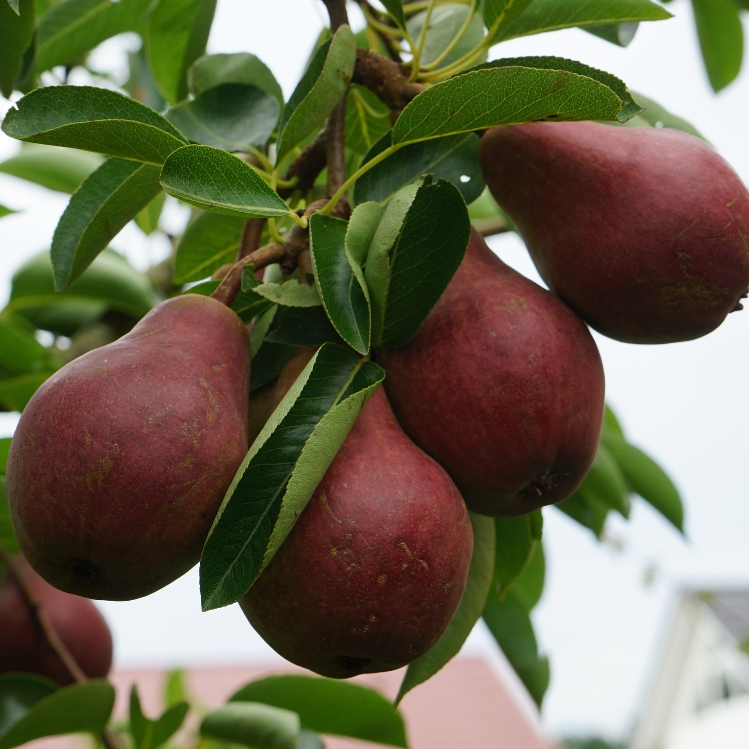 Birnbäume