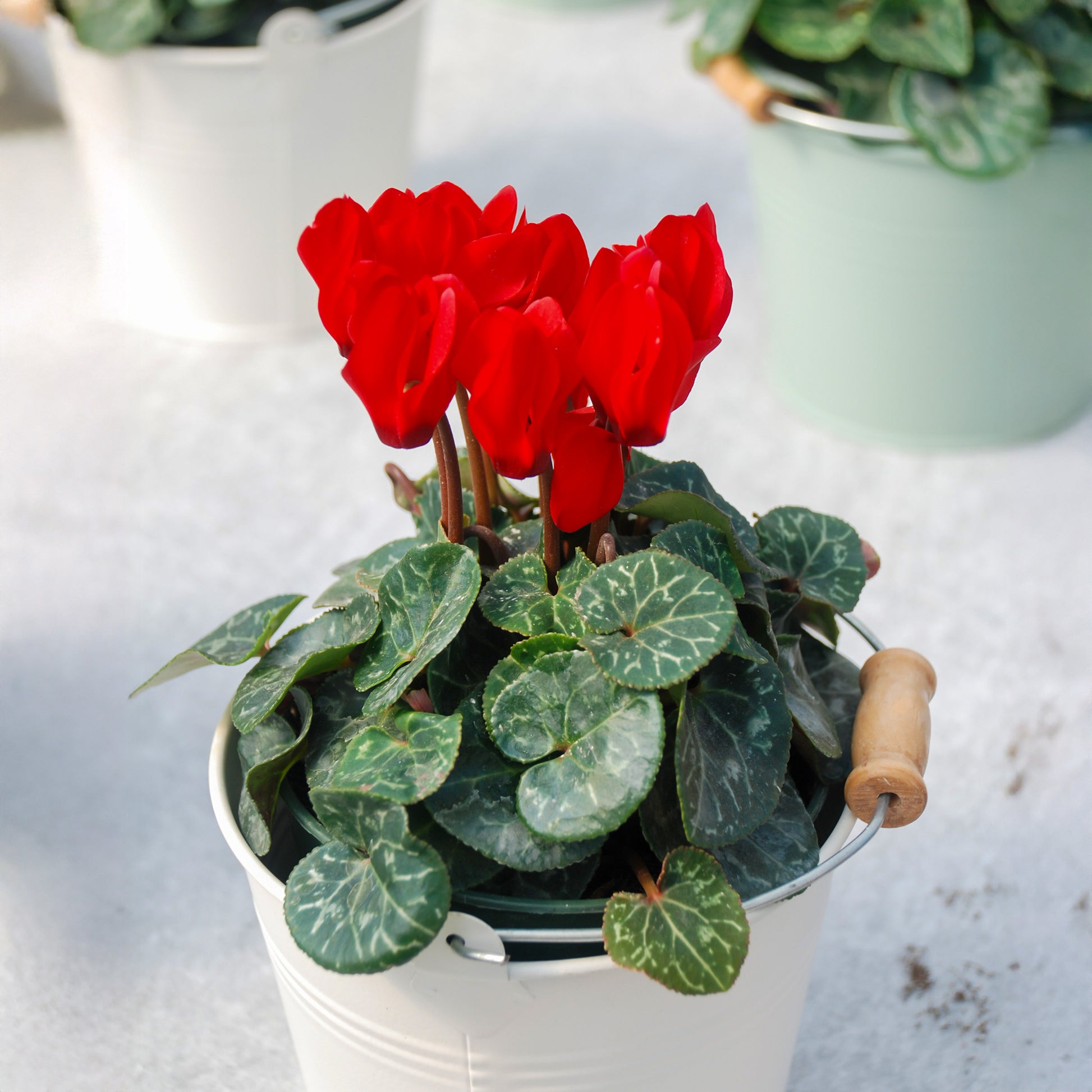 Rote Alpenveilchen (x3) - Cyclamen super série - Bakker