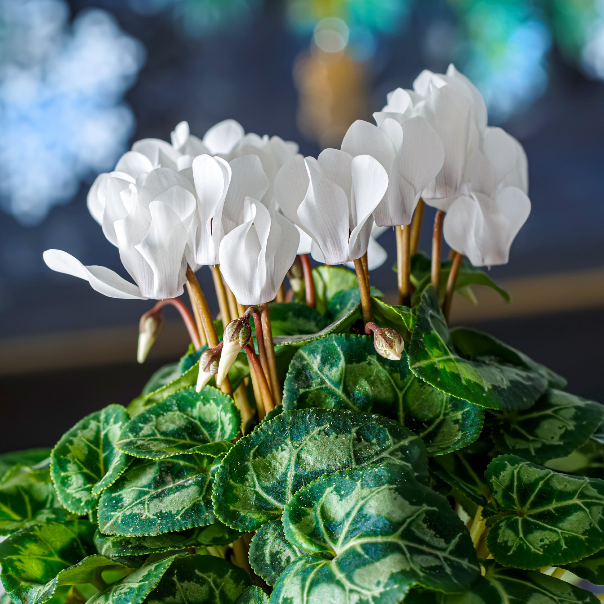 Balkonblumen - Weiße Cyclamen (x3) - Cyclamen super série