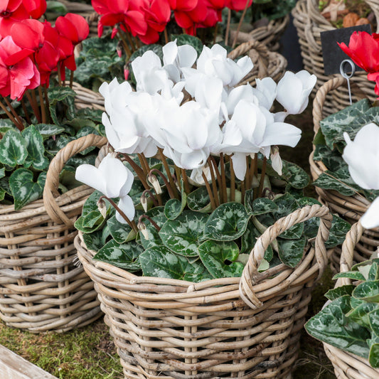 Weiße Cyclamen (x3) - Bakker