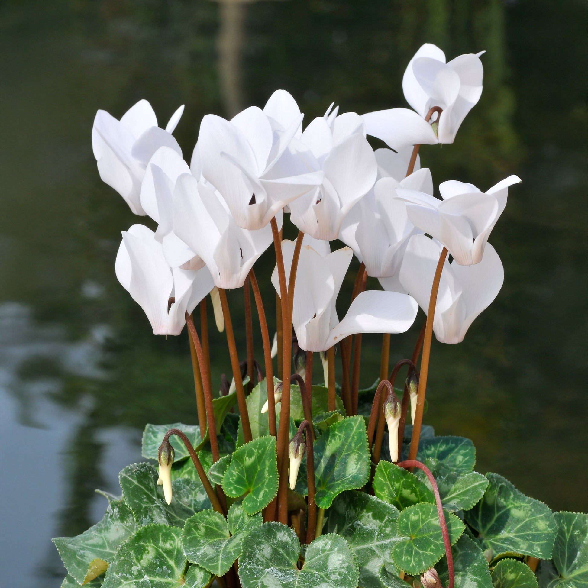 Cyclamen super série - Weiße Cyclamen (x3) - Balkonblumen