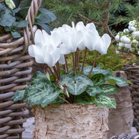 Weiße Cyclamen (x3) - Cyclamen super série - Bakker