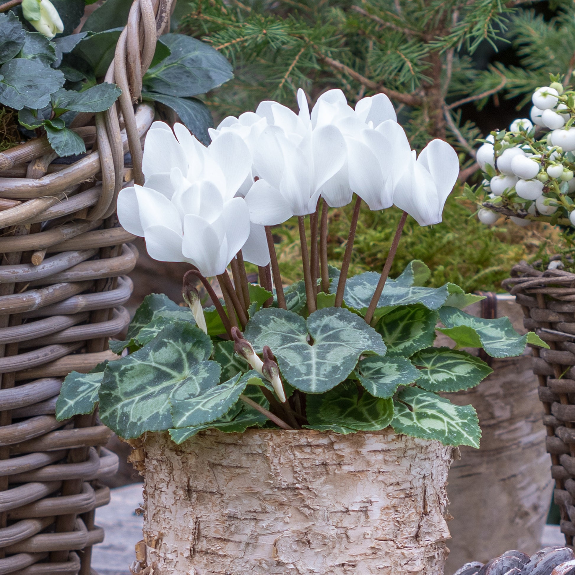 Weiße Cyclamen (x3) - Cyclamen super série - Bakker