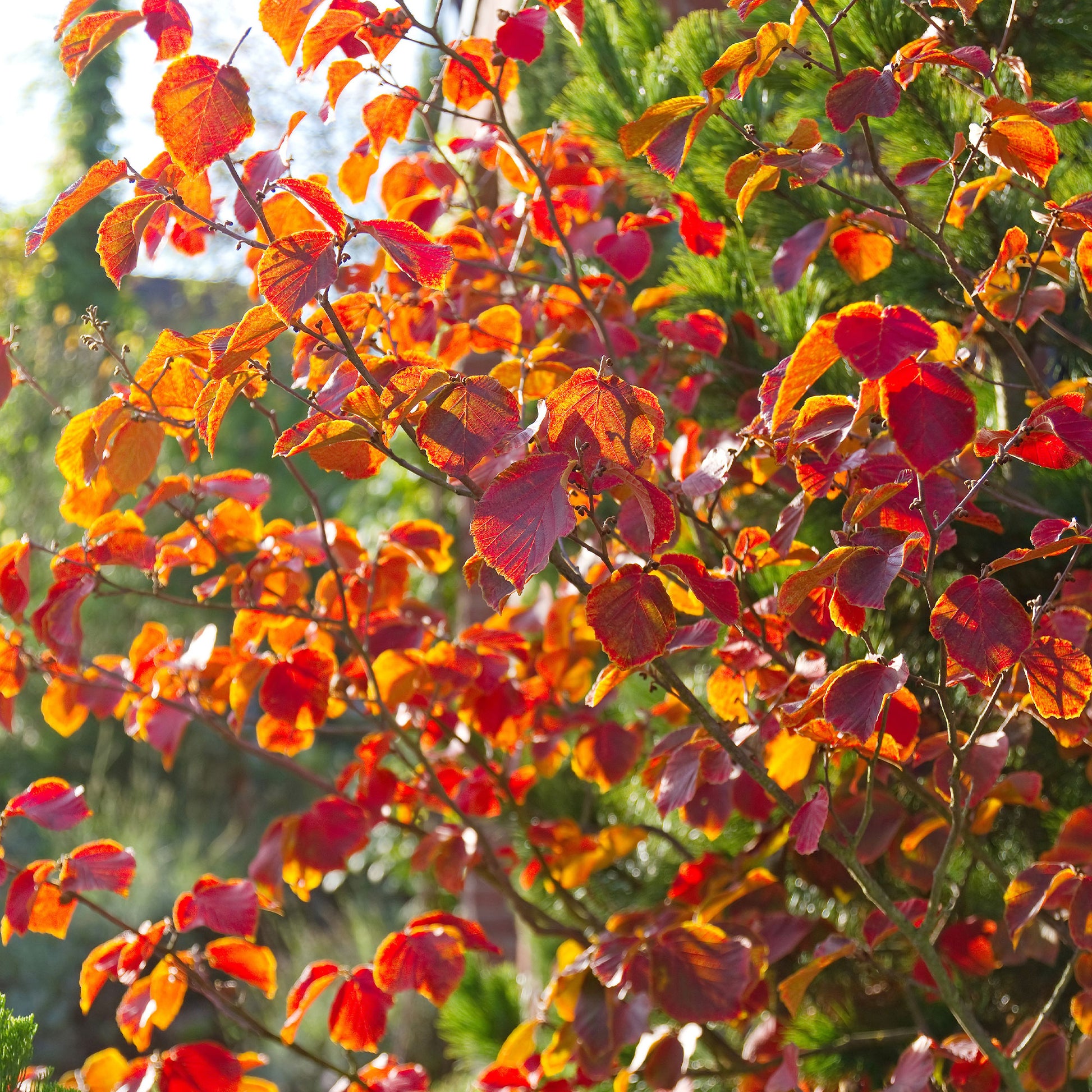 Blühende Sträucher - Zaubernuss - Hamamelis mollis