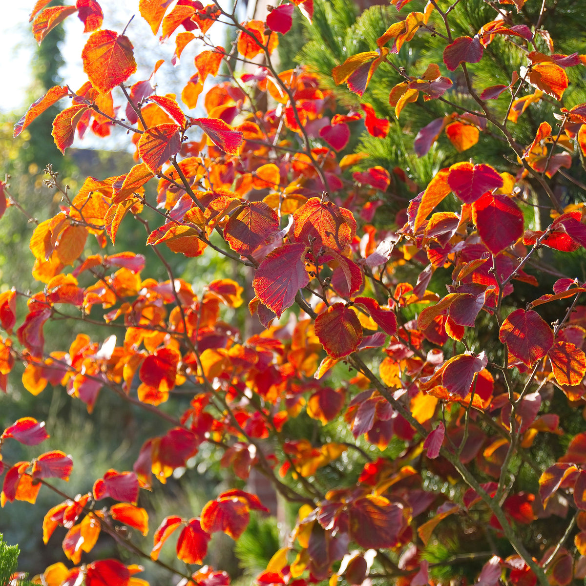 Verkauf Chinesische Zaubernuss - Hamamelis mollis