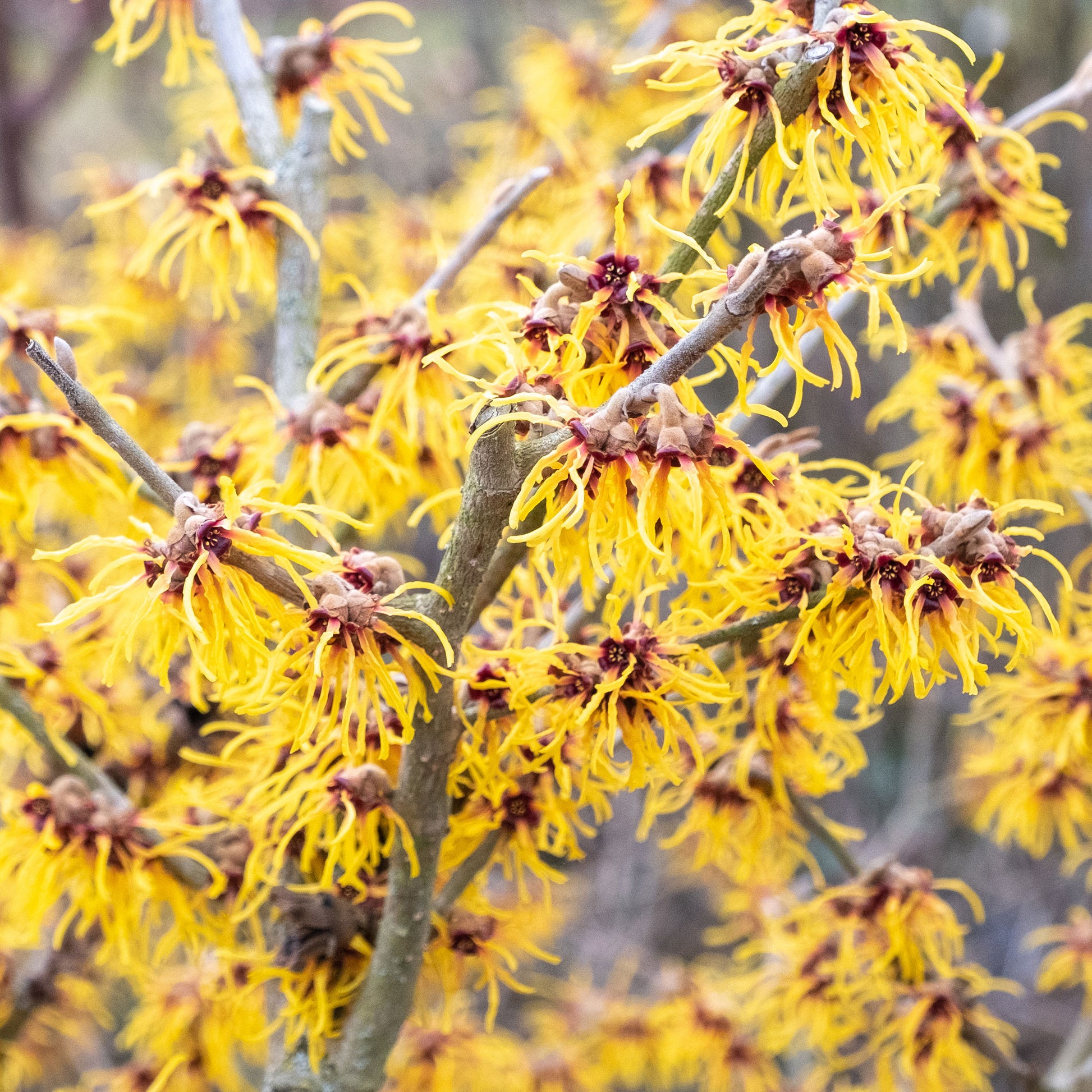 Chinesische Zaubernuss - Hamamelis mollis