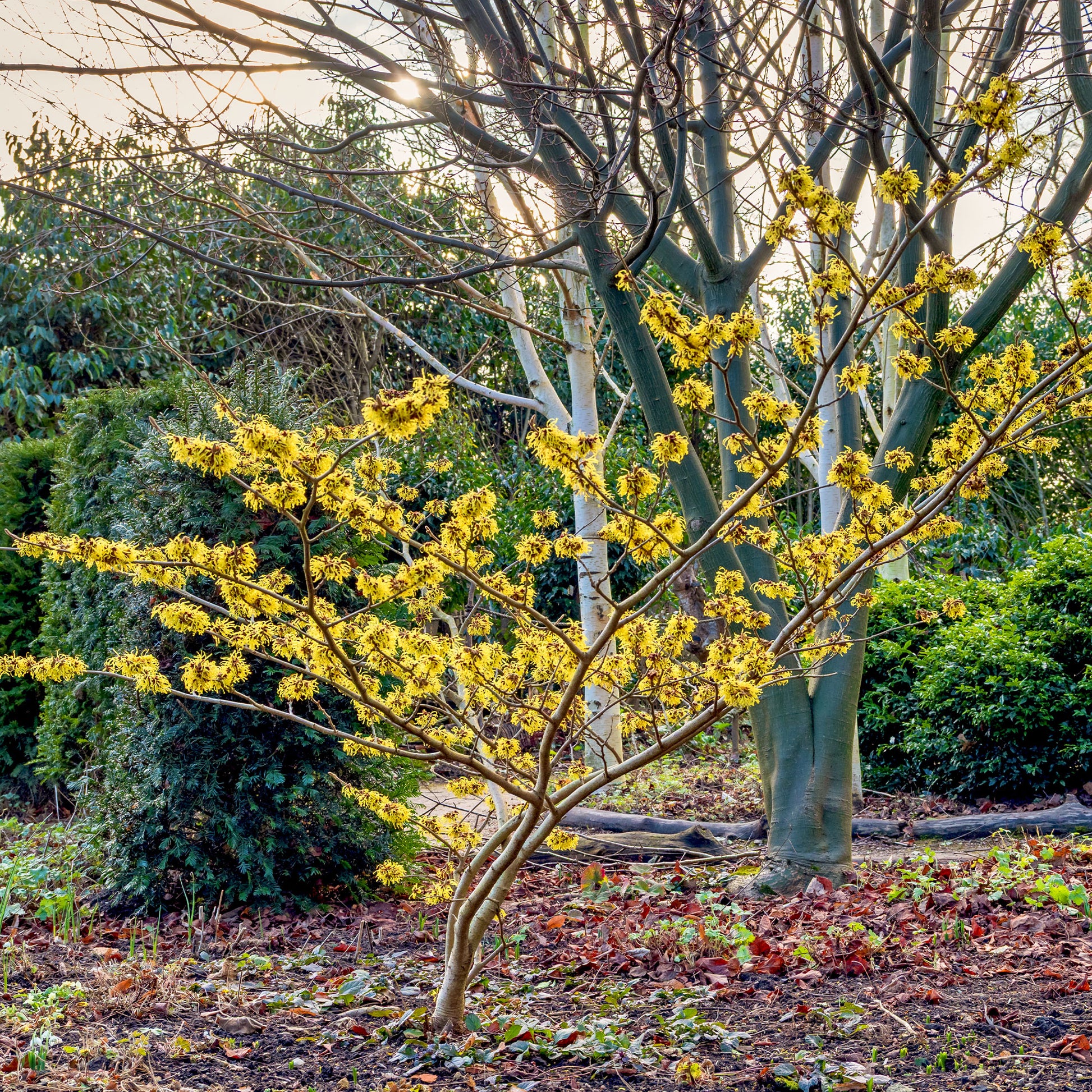 zaubernuss düngen Chinesische Zaubernuss - Hamamelis mollis