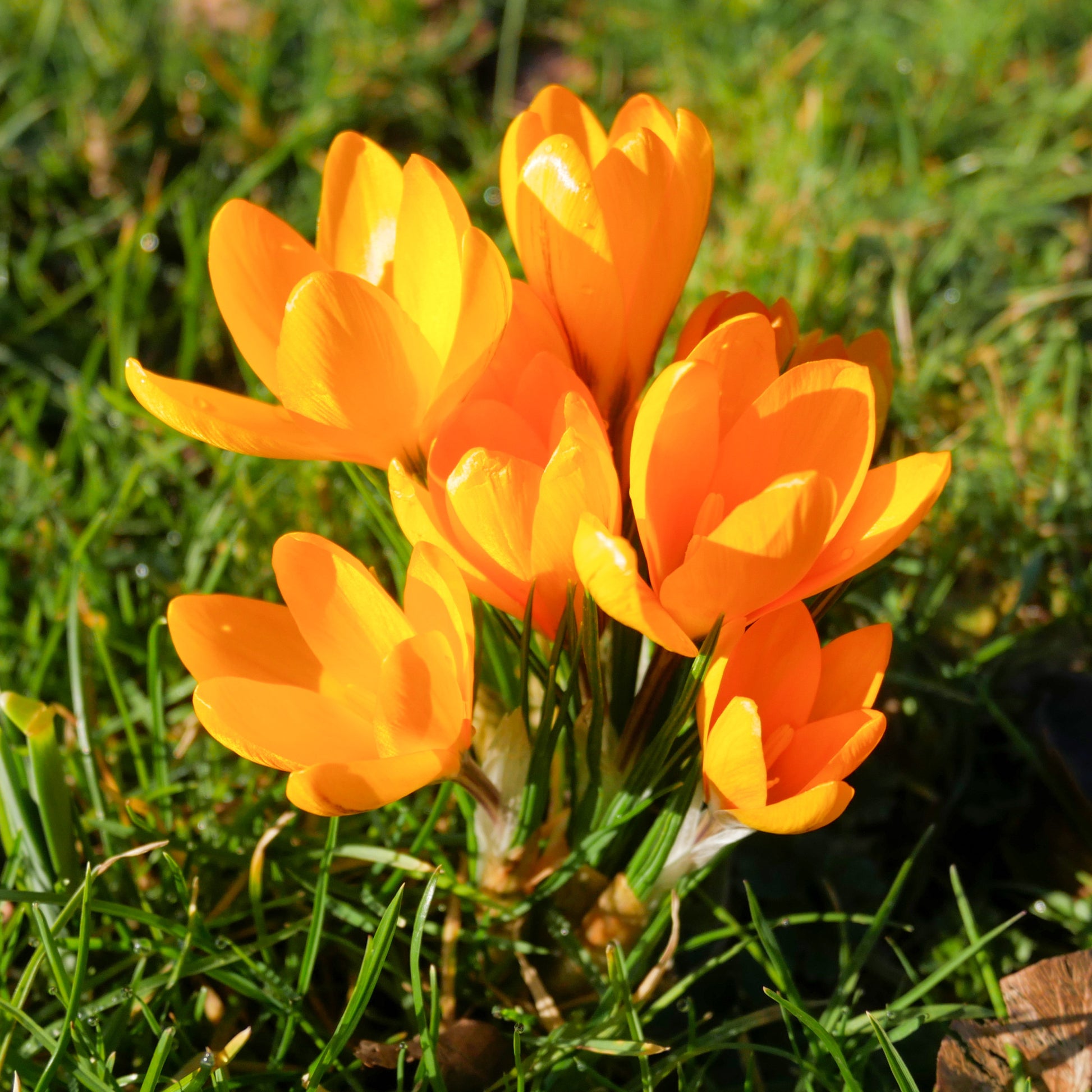 Krokus-Zwiebeln - Krokusse Gelbe Riesen (x15) - Crocus vernus yellow Mammoth