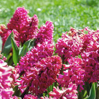 Rote Hyazinthen (x3) - Hyacinthus orientalis - Bakker