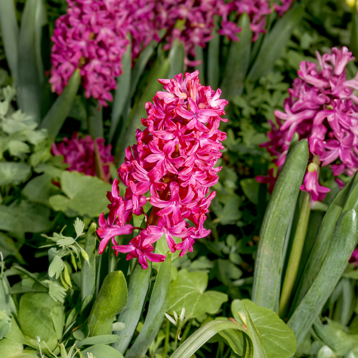 Rote Hyazinthen (x3) - Bakker