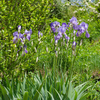 Deutsche Schwertlilie Lovely again (x3) - Iris germanica lovely again - Bakker