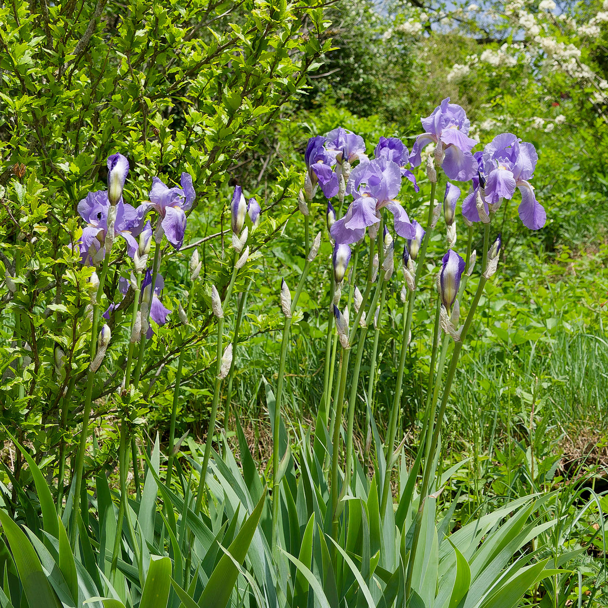 Deutsche Schwertlilie Lovely again (x3) - Iris germanica lovely again - Bakker