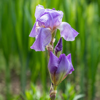 Iris germanica lovely again - Deutsche Schwertlilie Lovely again (x3) - Blühende Stauden