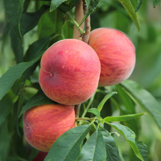 Minipfirsich Suncrest - Bakker