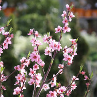 Prunus persica Suncrest - Minipfirsich Suncrest - Pfirsichbäume