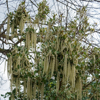 Garrya elliptica - Garrya - Balkonblumen