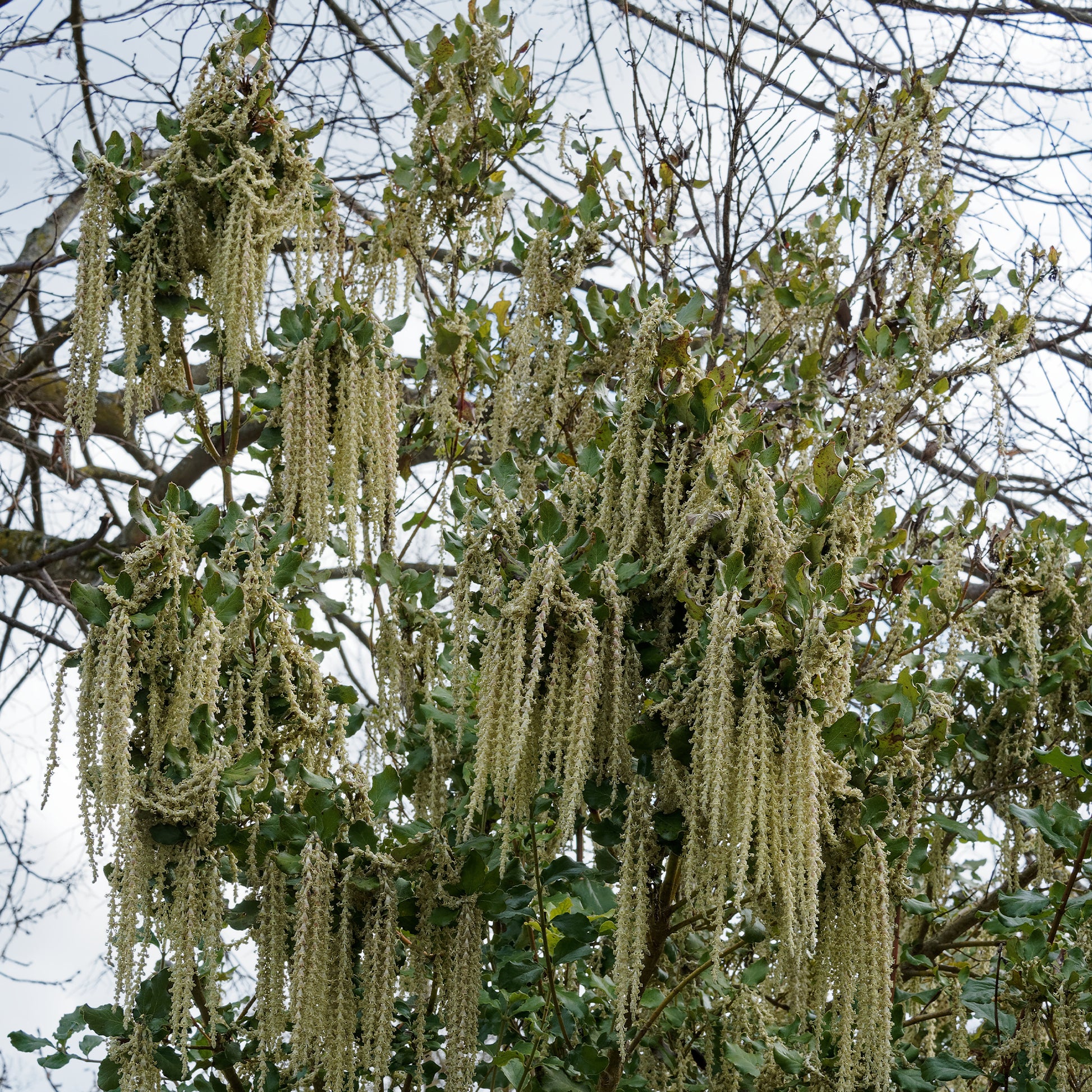 Garrya elliptica - Garrya - Balkonblumen