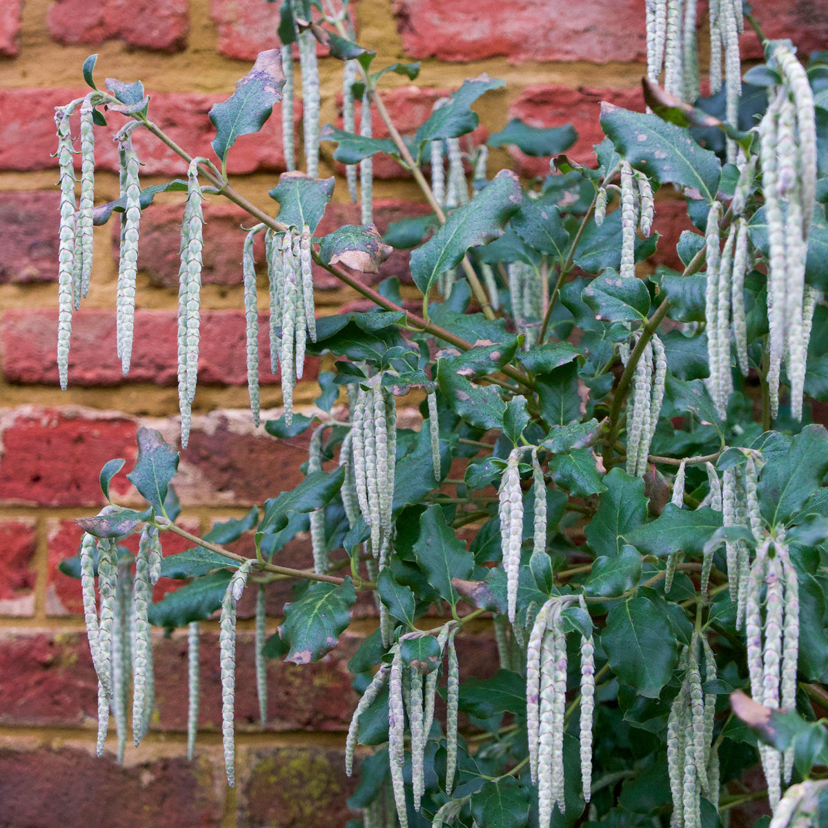 Garrya - Garrya elliptica - Bakker