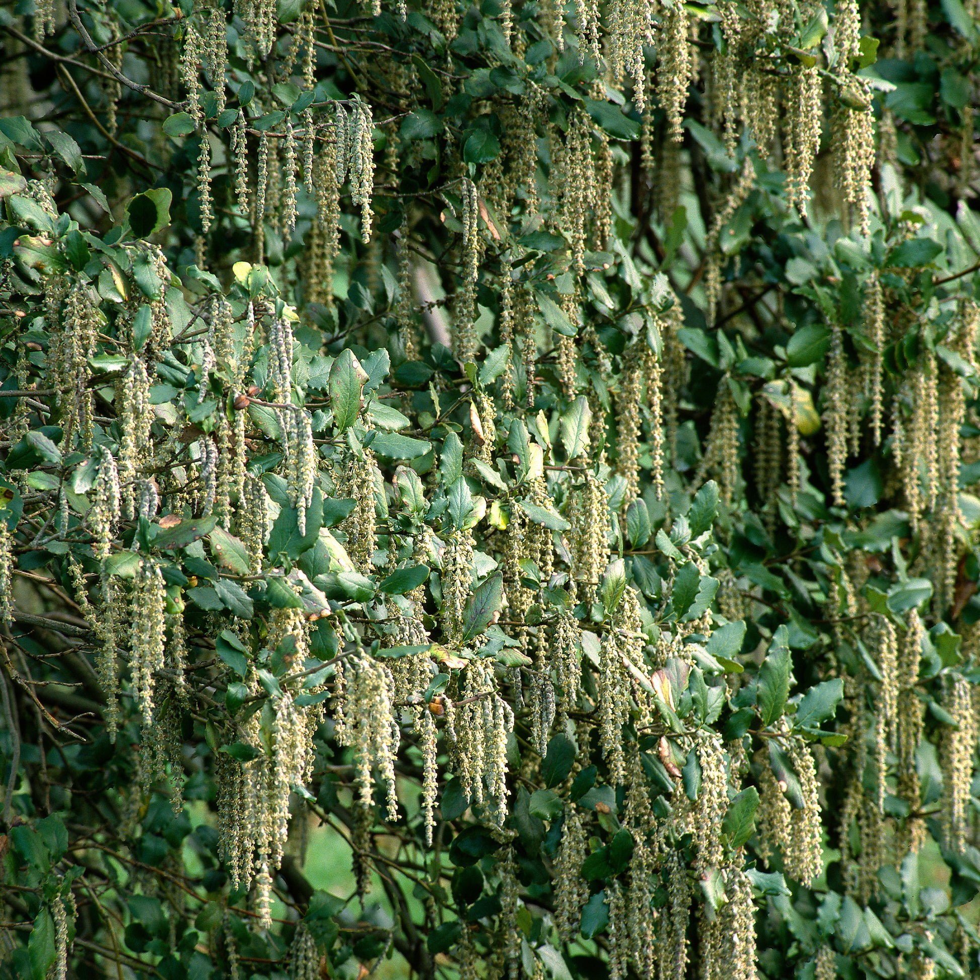 Balkonblumen - Garrya - Garrya elliptica