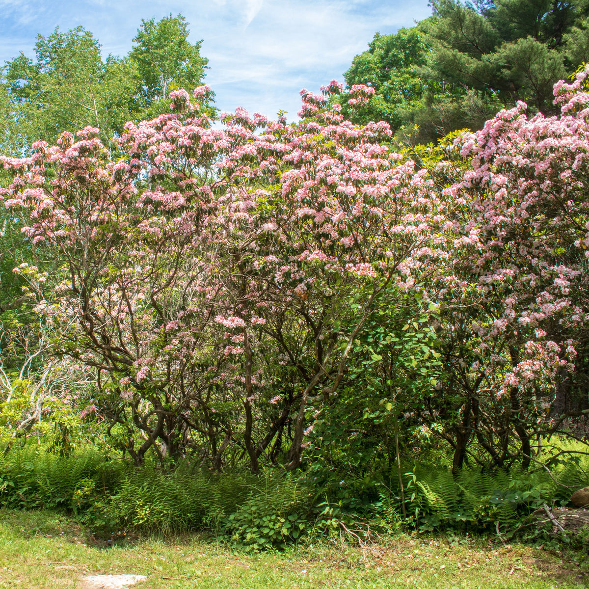 Kalmia latifolia - Berg-Lorbeer - Immergrüne Pflanzen