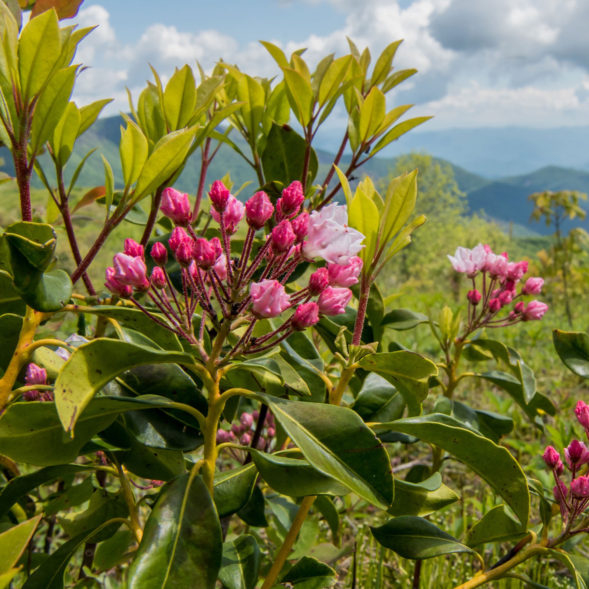 Verkauf Berg-Lorbeer - Kalmia latifolia