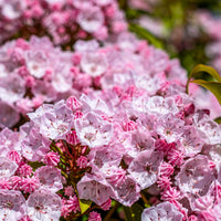 Berg-Lorbeer - Kalmia latifolia - Bakker