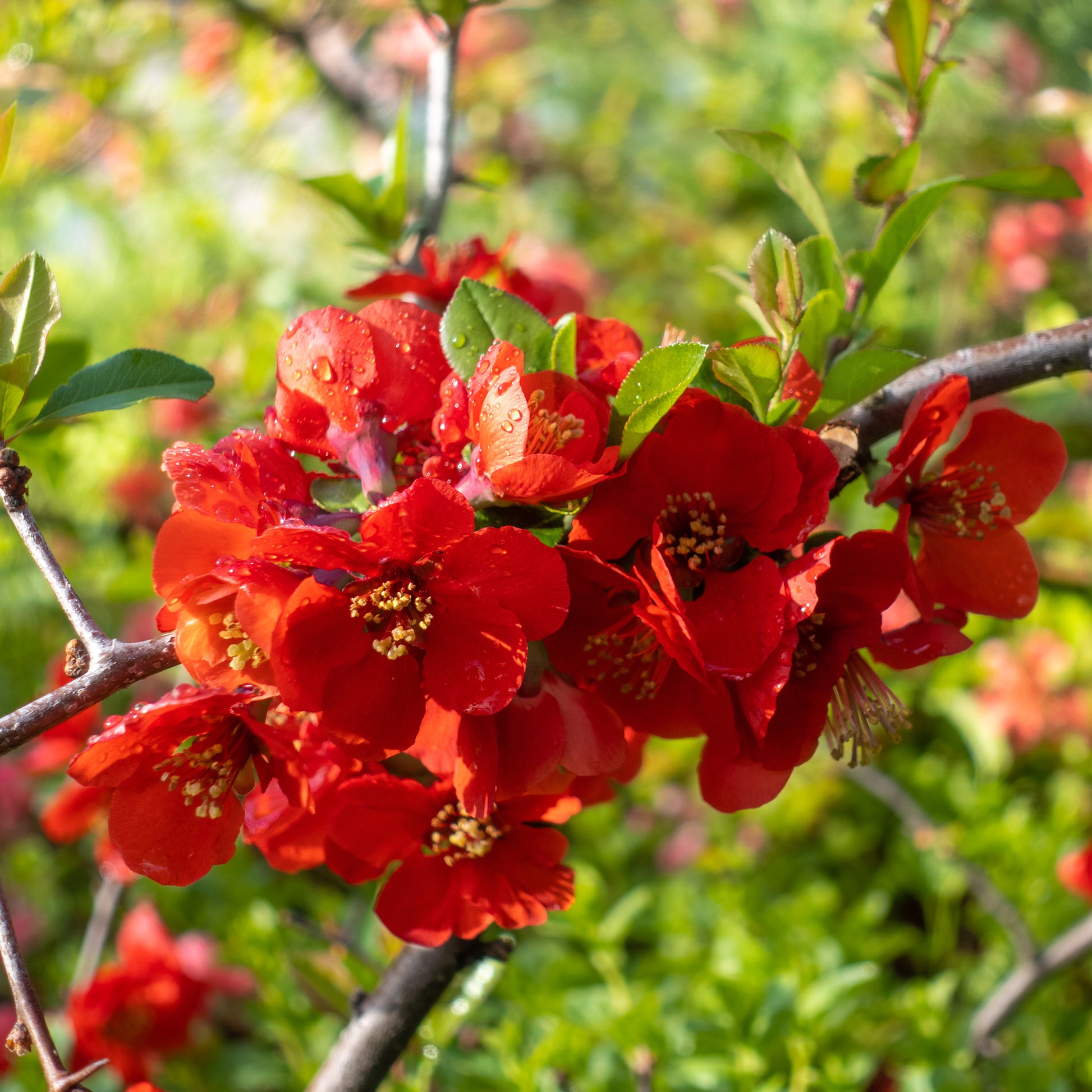 Zierquitte Texas Red - Chaenomeles speciosa Texas red - Bakker