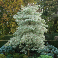 Sträucher - Hoher Weißbunter Pagodenhartriegel - Cornus controversa variegata