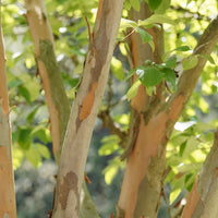 Japanische Scheinkamelie - Stewartia pseudocamellia - Bakker