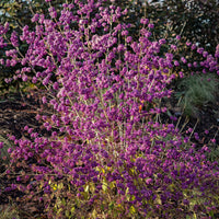 Liebesperlenstrauch Profusion - Callicarpa bodinieri Profusion - Bakker